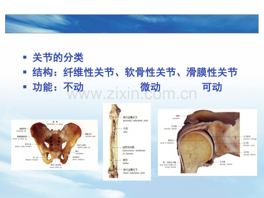 关节活动度的测量PPT培训课件.ppt_第3页