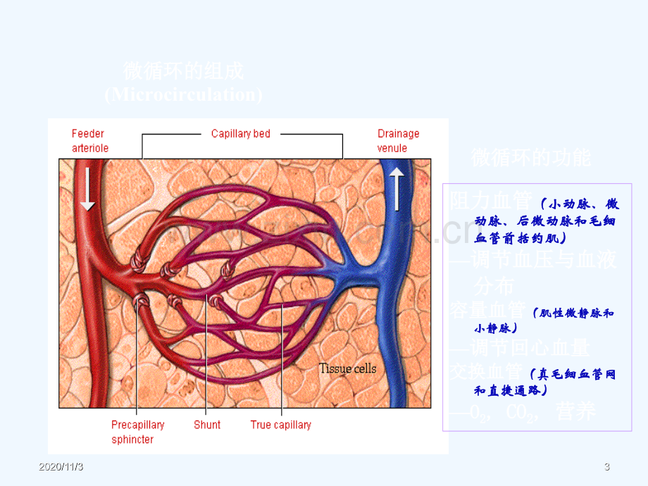 休克的病理生理基础.ppt_第3页