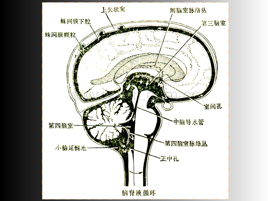 PPT医学课件脑脊液检查与分析讲义.ppt_第3页