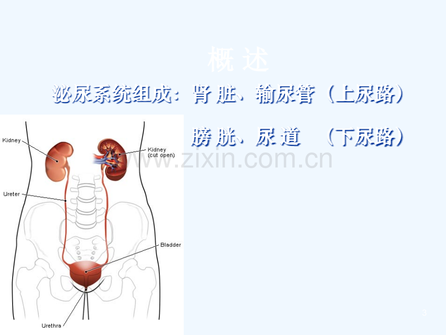 泌尿与男性生殖系统疾病护理.ppt_第3页