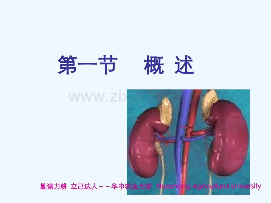 动物病理学13第十三章肾功能不全PPT课件.ppt_第3页