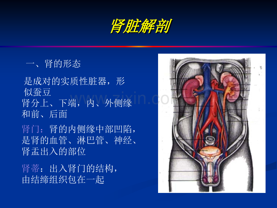 医药卫生泌尿系超声.ppt_第2页