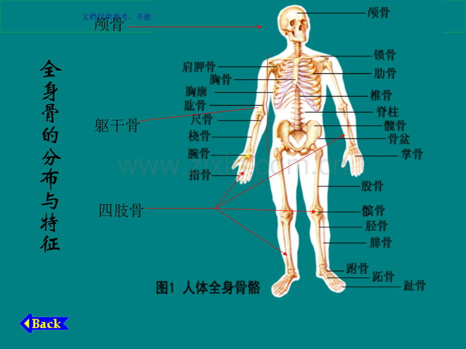 人体骨骼构成图解课件.ppt_第3页