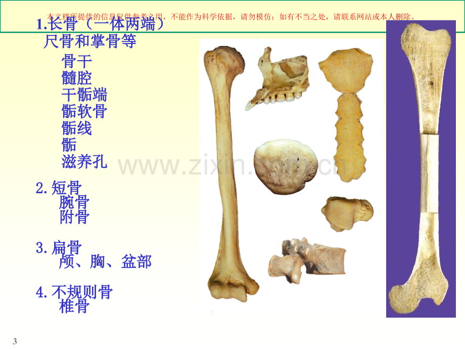 人体骨骼解剖学培训课件.ppt_第3页