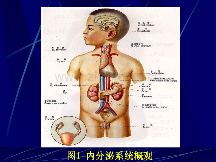 内泌系统教学课件PPT培训课件.ppt_第2页