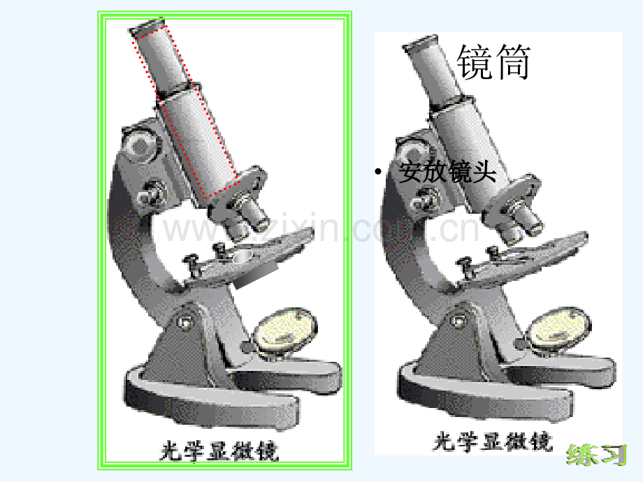 显微镜结构功能.ppt_第3页