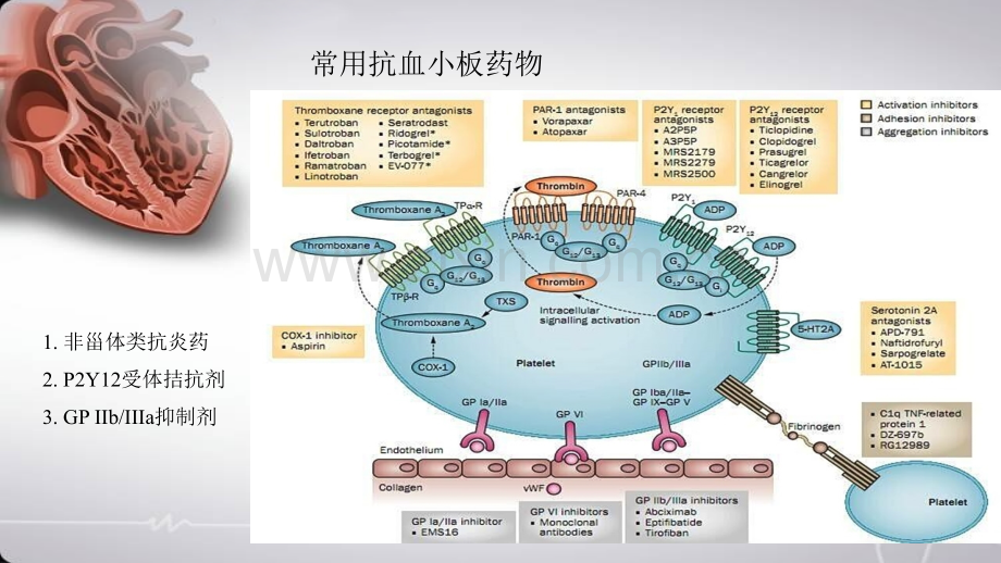 ESC冠心病患者双抗治疗指南简读PPT培训课件.ppt_第2页