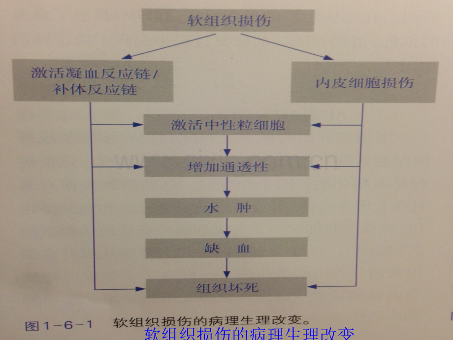 软组织损伤的分型评估及病理生理改变.ppt_第3页