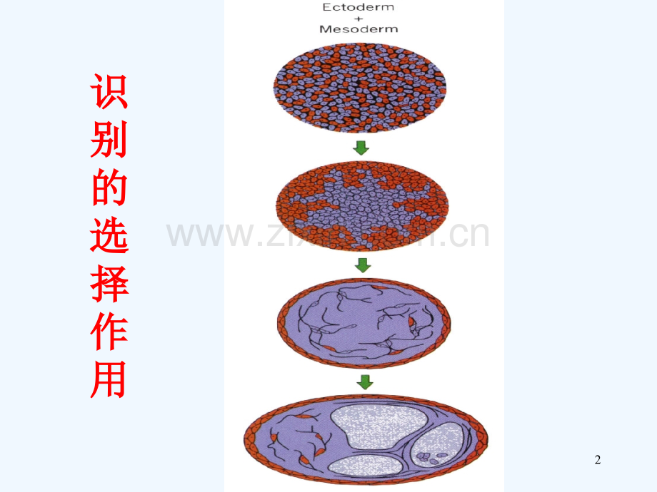 细胞环境与互作B.pptx_第2页