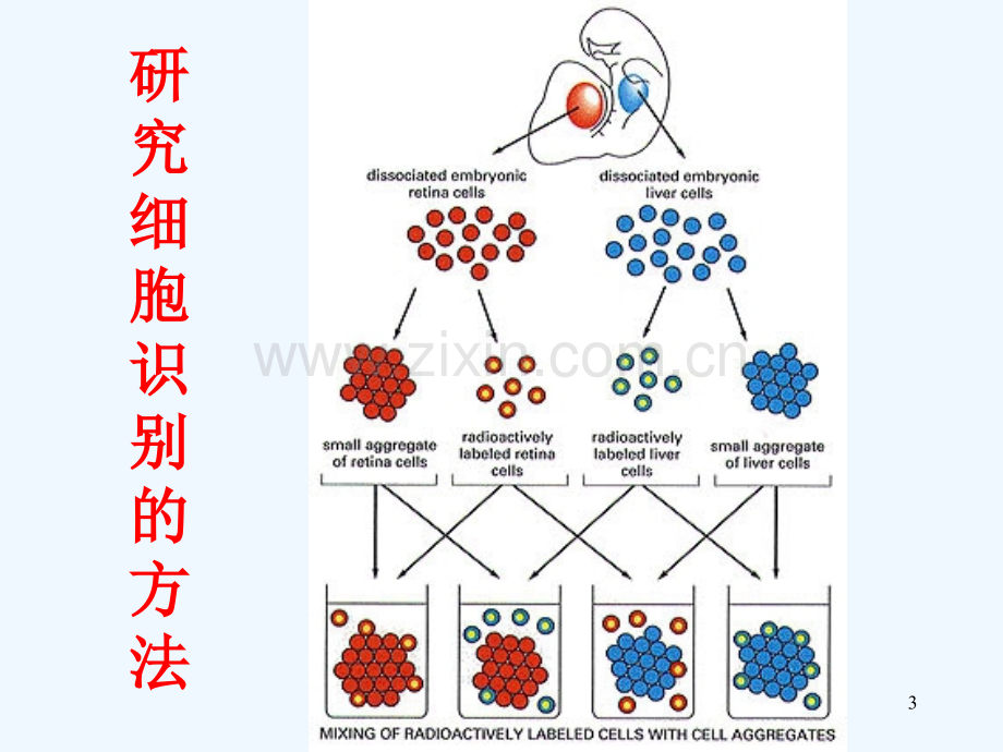 细胞环境与互作B.pptx_第3页