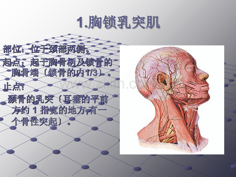 颈项部肌肉基础解剖起止点及作用.ppt_第2页