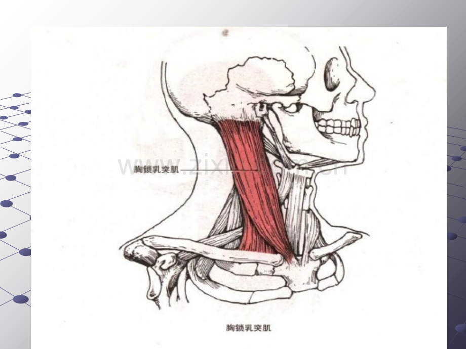 颈项部肌肉基础解剖起止点及作用.ppt_第3页