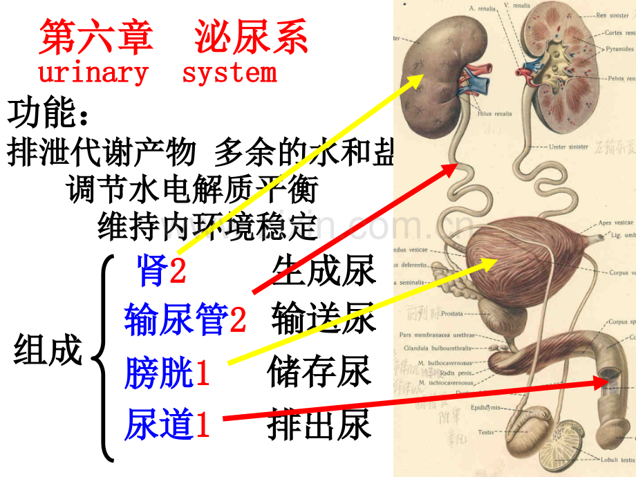 人体解剖学泌尿系统PPT培训课件.ppt_第3页