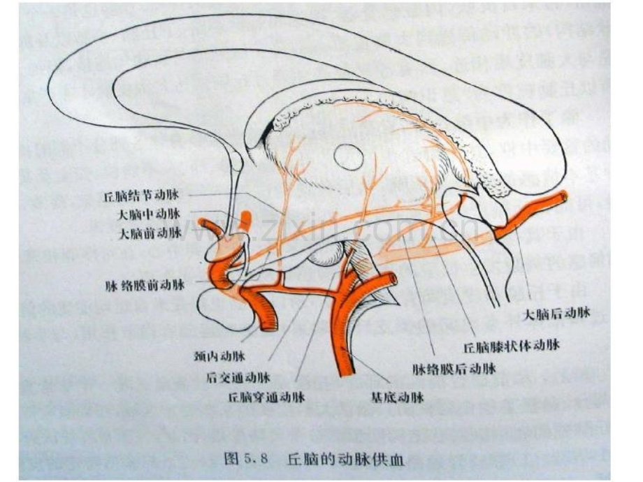 丘脑供血动脉和丘脑梗死讲义.ppt_第3页