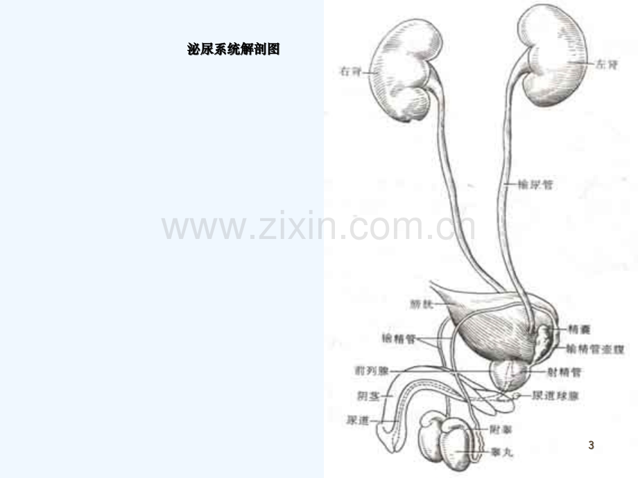 泌尿系统护理评估技能.ppt_第3页