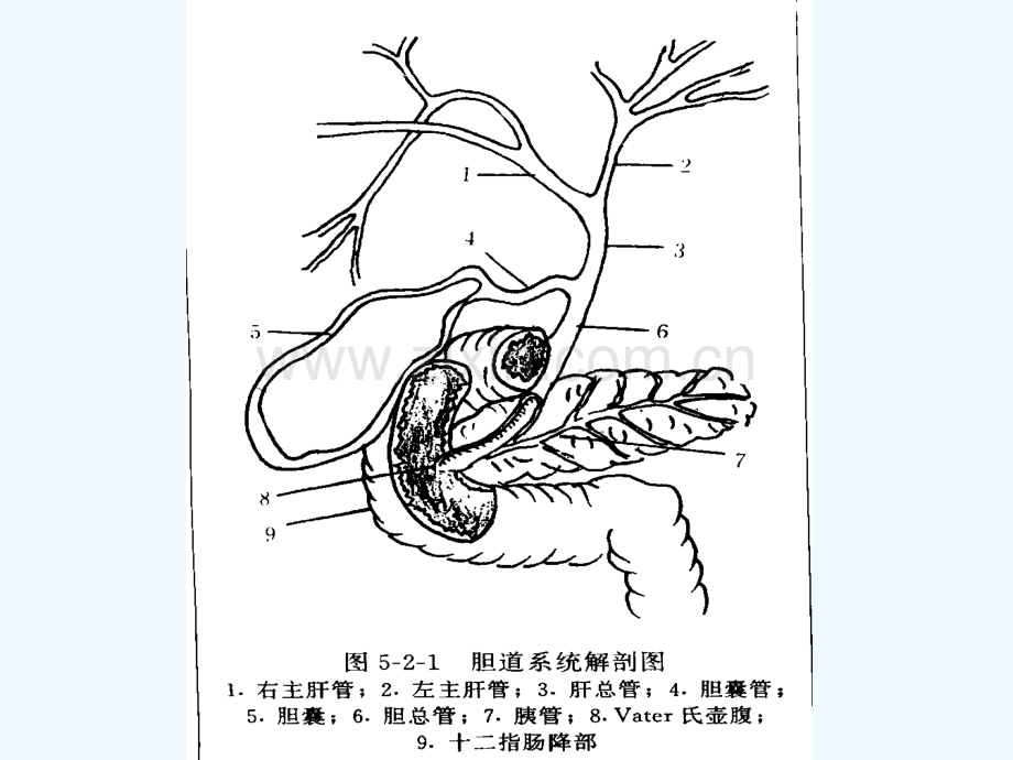 胆系影像诊断.ppt_第2页