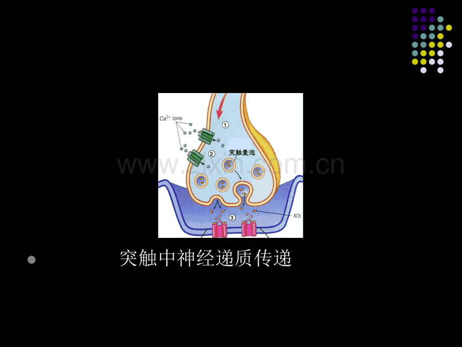 心理的神经生理基础1.ppt_第2页