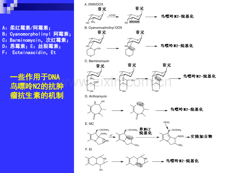 抗肿瘤抗生素及肿瘤细胞耐药性.ppt_第3页