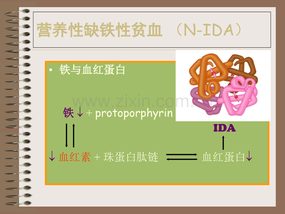 儿科血液系统疾病营养性贫血.ppt_第3页