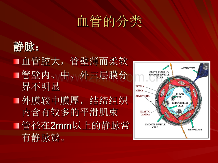 PPT医学课件脑血管解剖图-专业知识讲座讲义.ppt_第2页