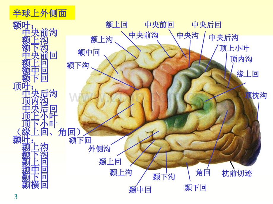 脑解剖ppt.ppt_第3页