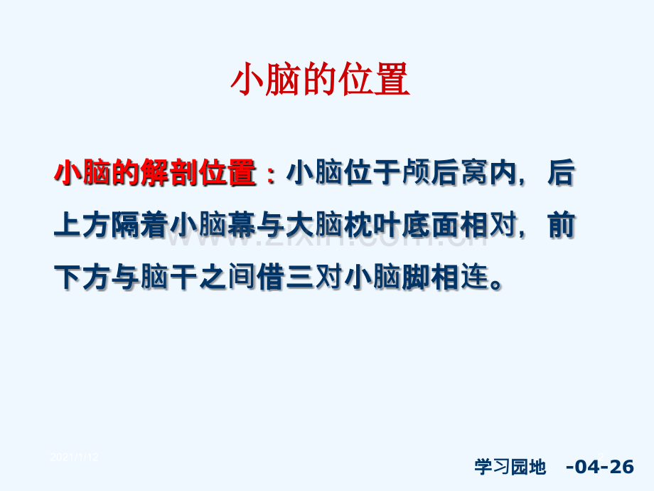 小脑的解剖.ppt_第2页