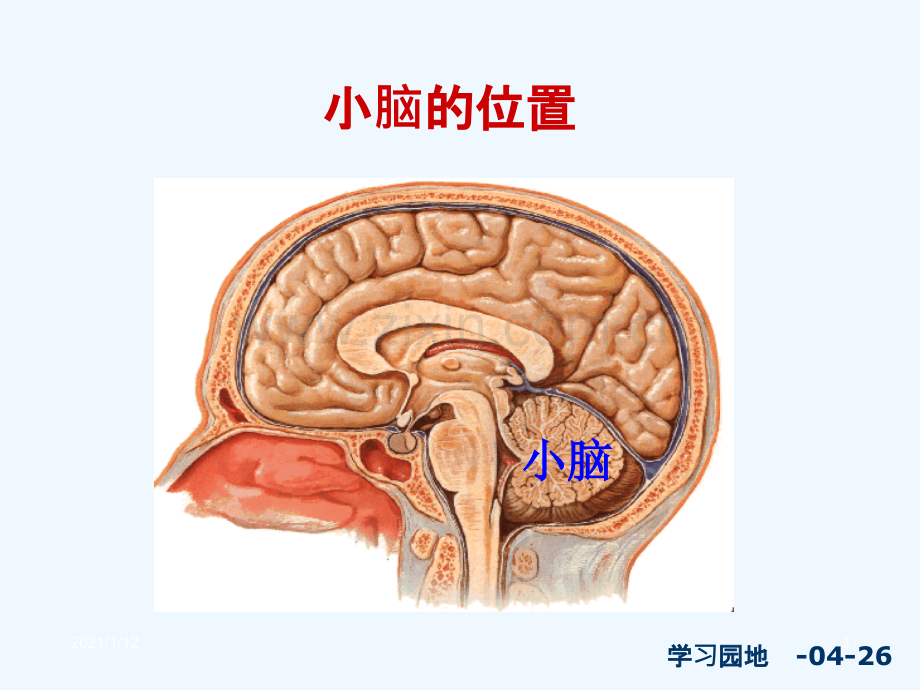 小脑的解剖.ppt_第3页