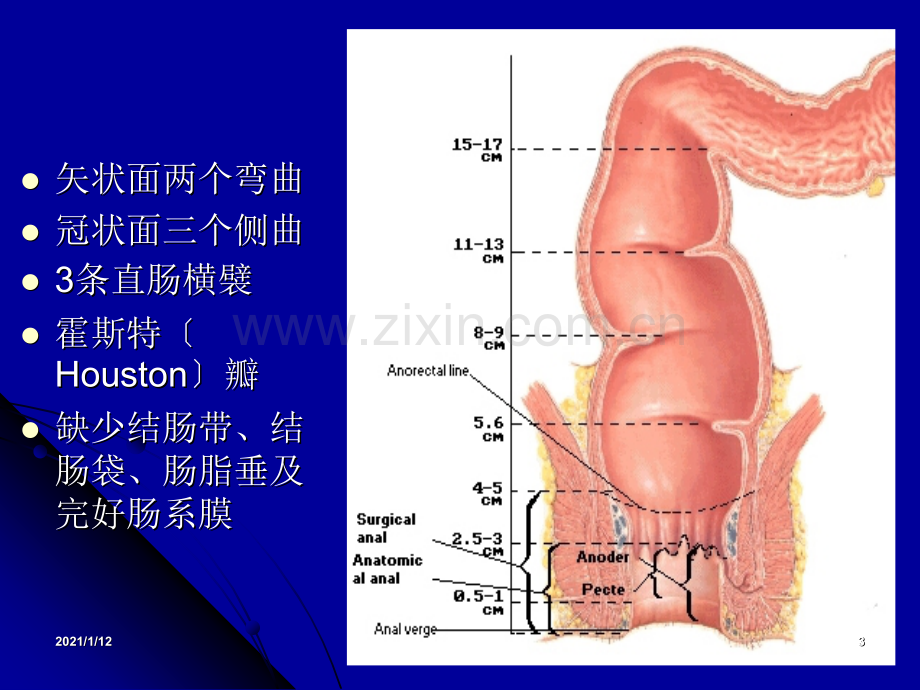 结直肠肛管解剖凌光烈版.ppt_第3页