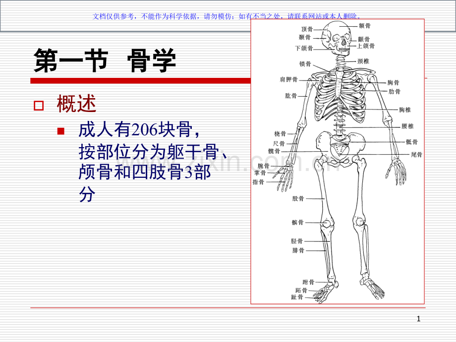 人体解剖学运动系统宣讲课件.ppt_第1页