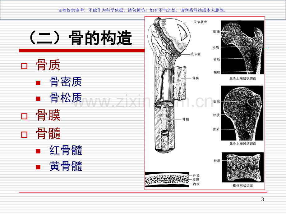 人体解剖学运动系统宣讲课件.ppt_第3页