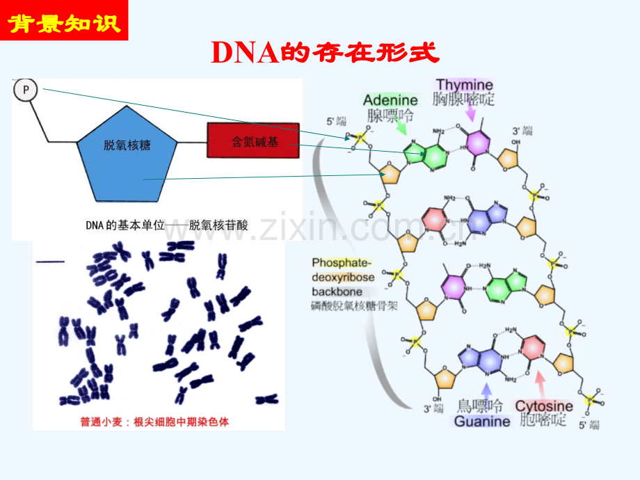 实验四动物血液基因组DNA提取.pptx_第3页