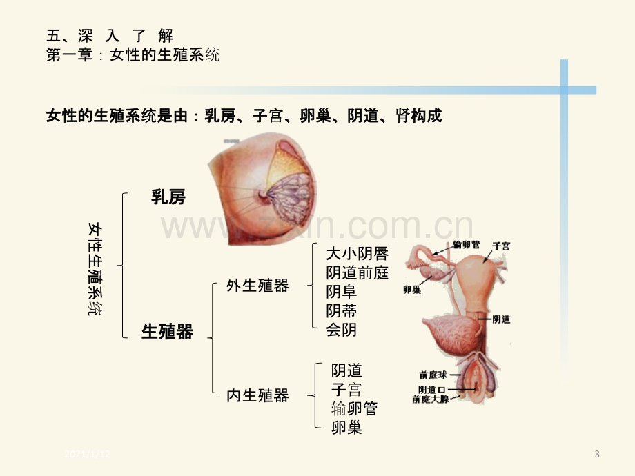 女性生殖系统课件.ppt_第3页