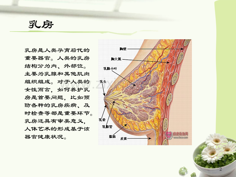 乳腺癌术后功能锻炼汇总ppt培训课件.ppt_第2页