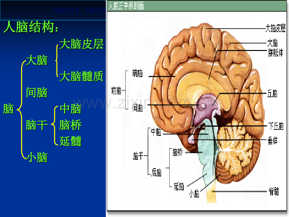 中枢神经系统和功能课件.ppt_第1页