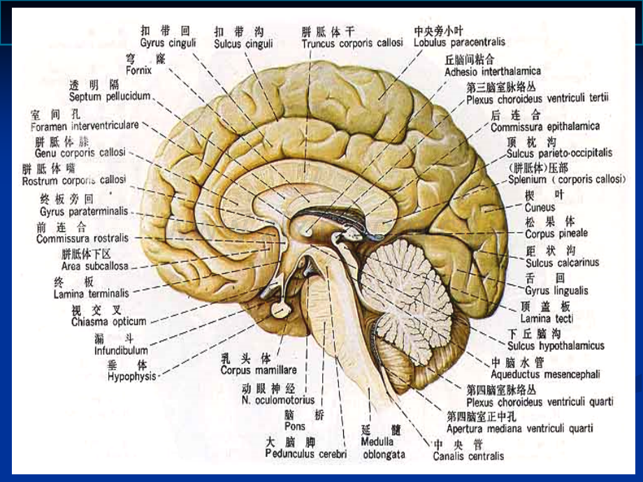 中枢神经系统和功能课件.ppt_第2页