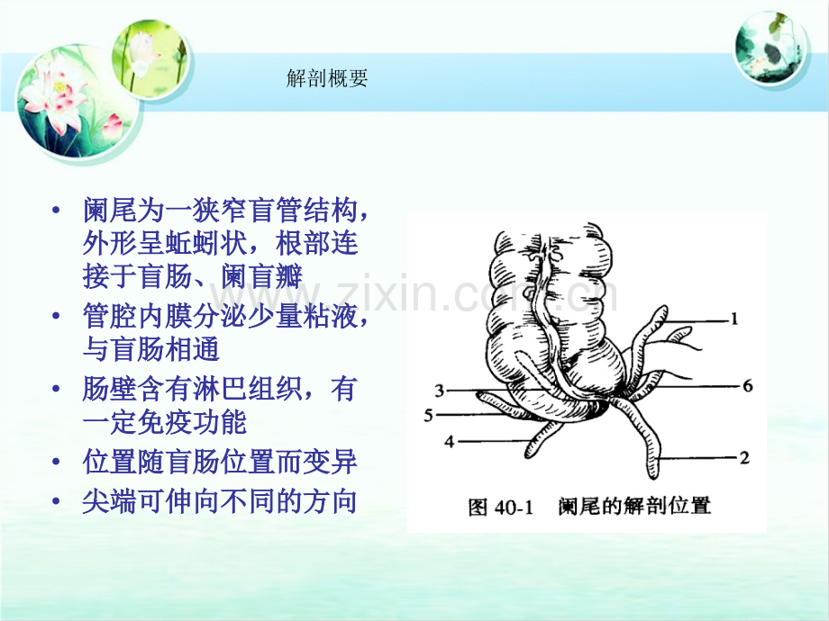 急性阑尾炎的护理查房.ppt_第3页