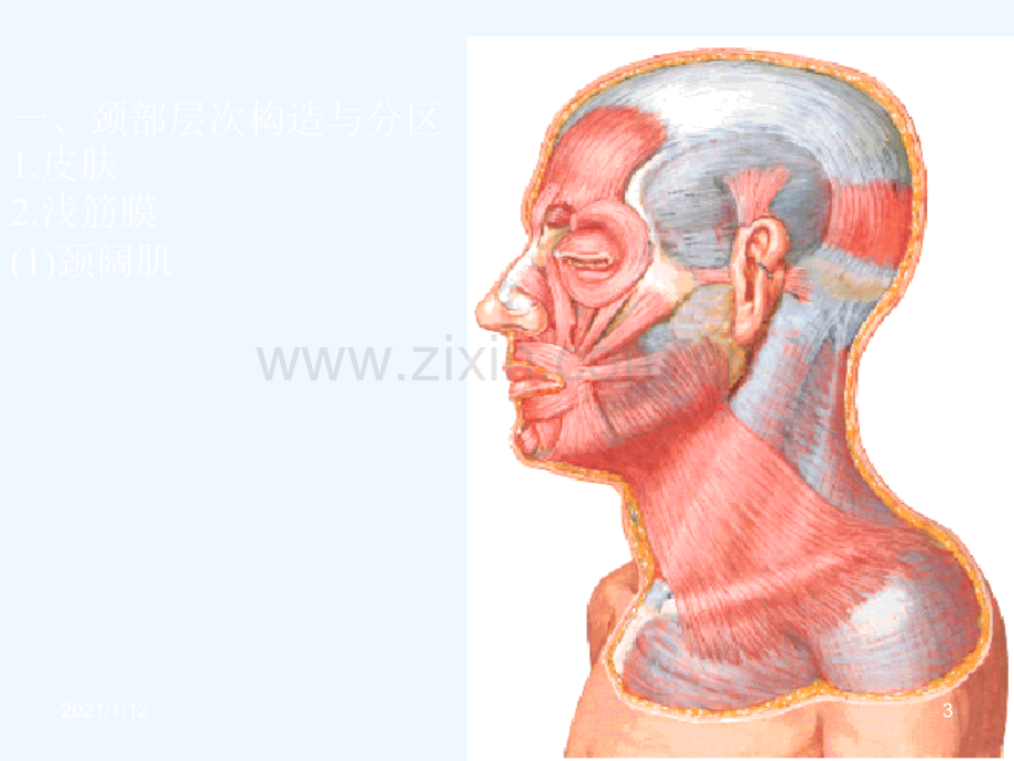 颈部【人体解剖】.ppt_第3页