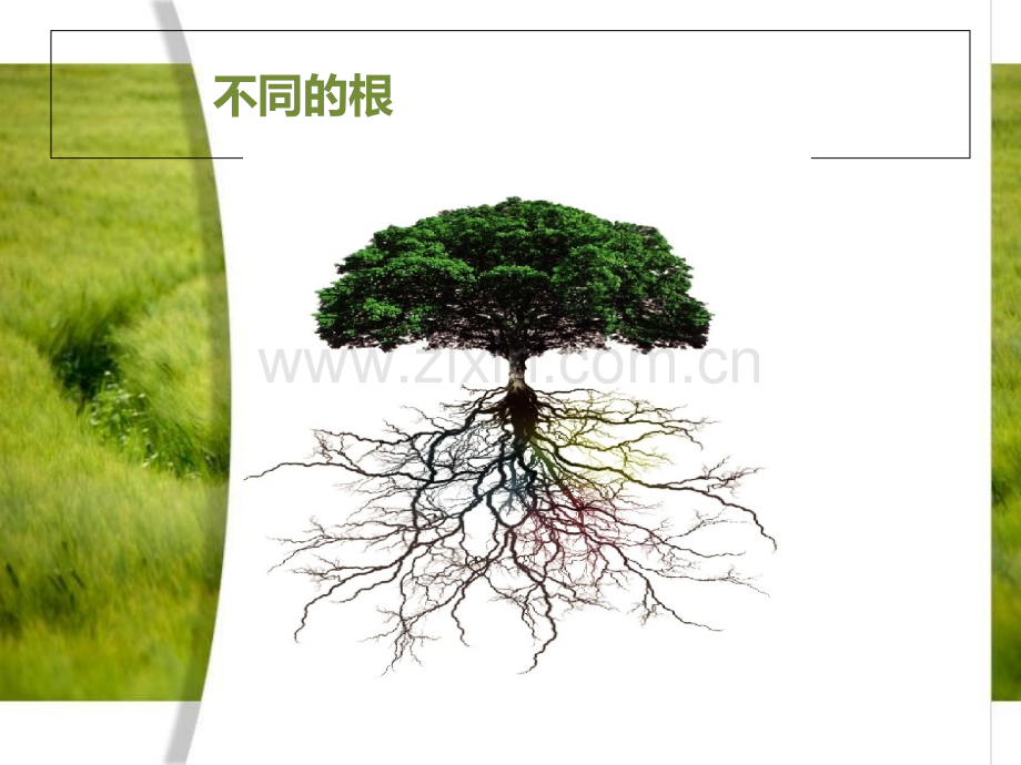 科学植物的根.ppt_第3页