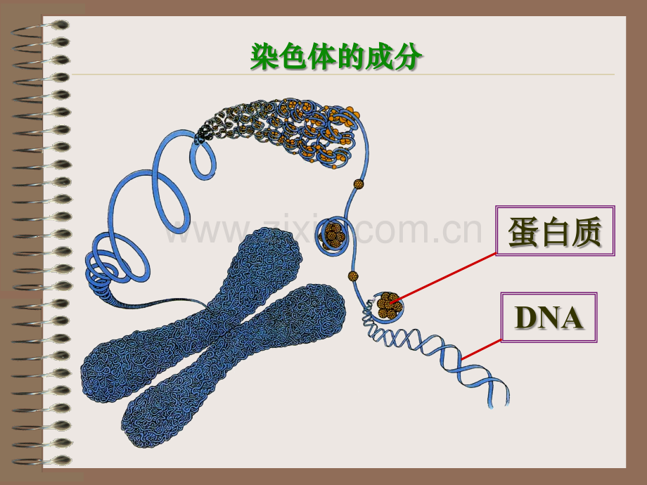 dna是主要的遗传物质(公开课)专题培训课件.ppt_第3页