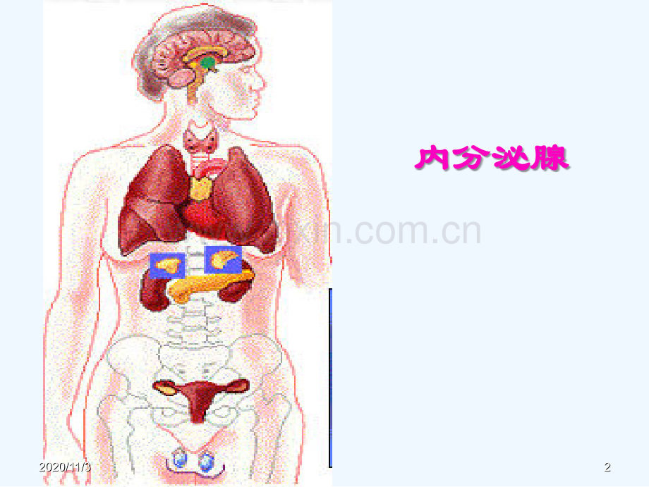 内分泌篇病电子版.ppt_第2页