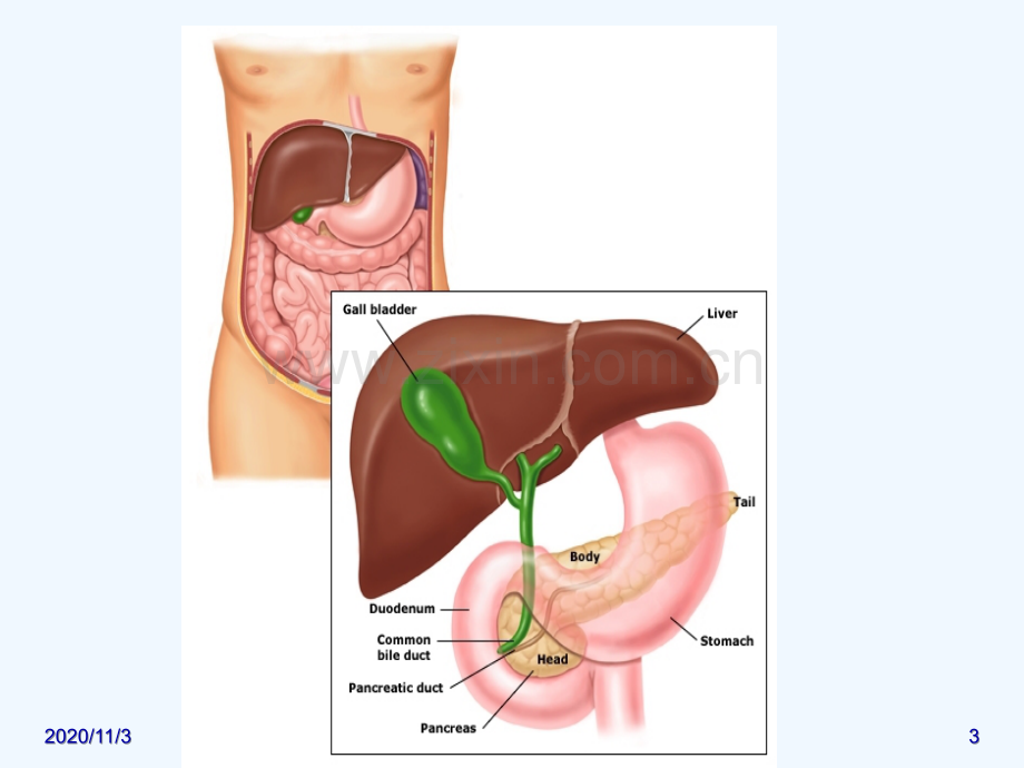 急性胰腺炎诊治.ppt_第3页