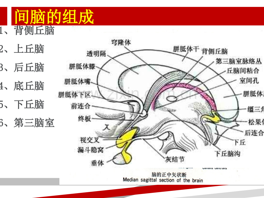 丘脑的神经解剖-讲义.ppt_第2页