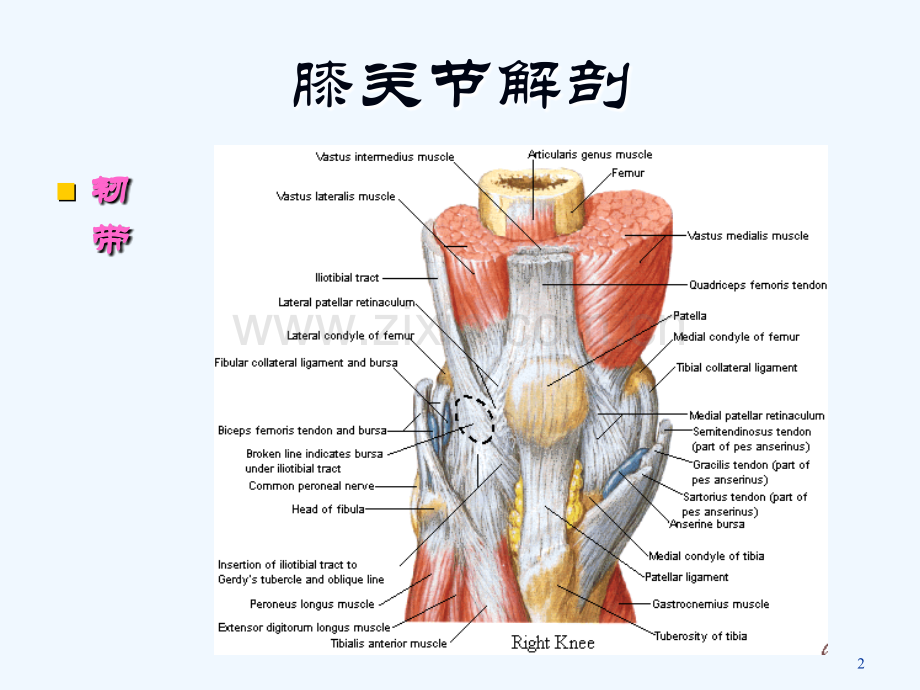 骨与关节的MRI诊断课件.ppt_第2页