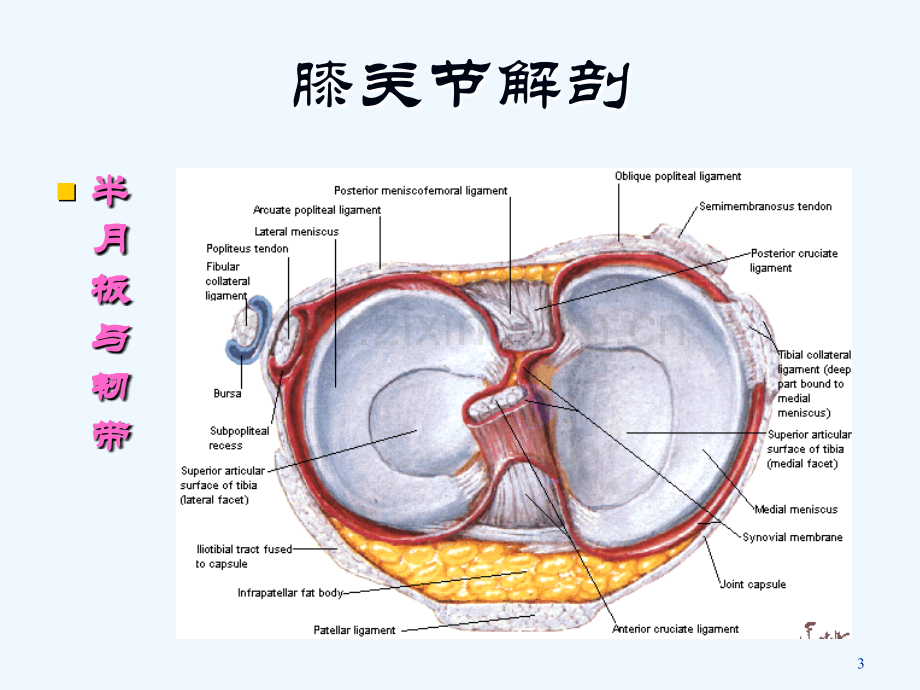 骨与关节的MRI诊断课件.ppt_第3页