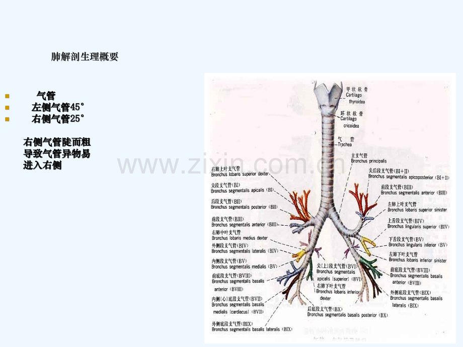 肺癌的疾病常规及护理要点.ppt_第3页