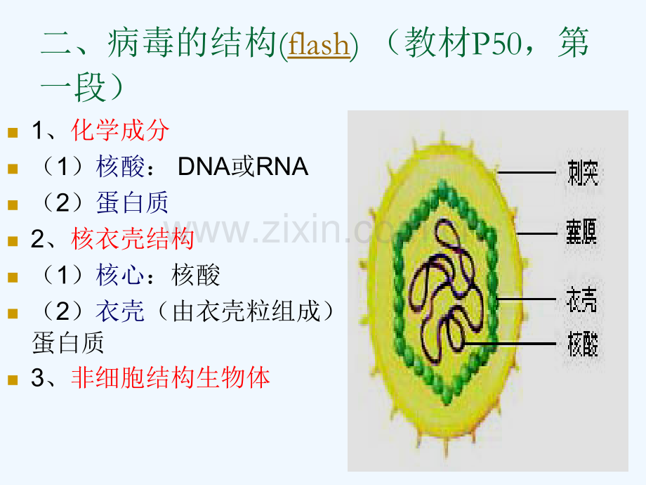 病毒非细胞形态生物新浅谈.pptx_第3页