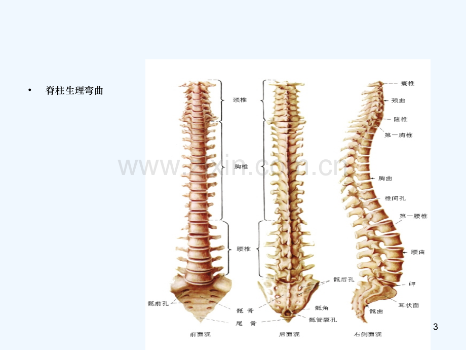 脊柱骨折护理.ppt_第3页