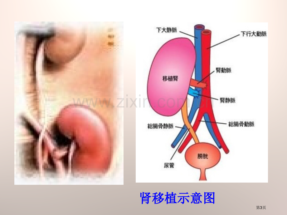 尿的形成与排出省公开课一等奖新名师优质课比赛一等奖课件.pptx_第3页