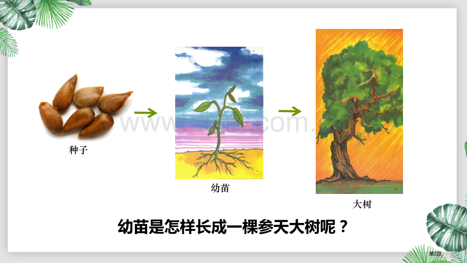 植株的生长教学课件省公开课一等奖新名师优质课比赛一等奖课件.pptx_第2页