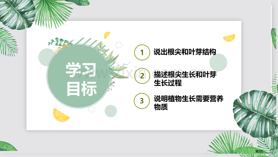 植株的生长教学课件省公开课一等奖新名师优质课比赛一等奖课件.pptx_第3页